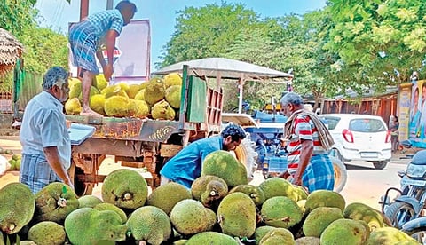 பலாப் பழம் விலை கடும் வீழ்ச்சி - புதுக்கோட்டை விவசாயிகள் கவலை