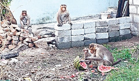பள்ளிப்பட்டு குடியிருப்பு பகுதியில் முகாமிட்டுள்ள குரங்குகள்..
