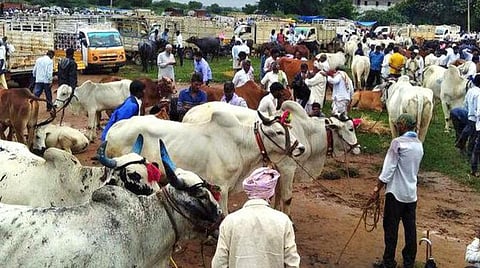 கால்நடைகளை எளிதாக விற்பனை செய்ய புதிய இணையதளம்
