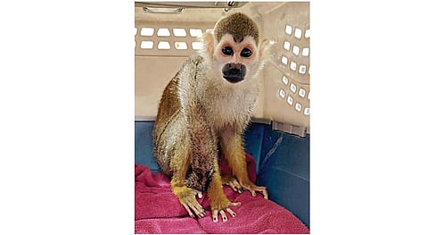 மலேசியாவில் இருந்து கடத்தி வரப்பட்ட அரிய வகை அணில் குரங்கு விமான நிலையத்தில் பறிமுதல்
