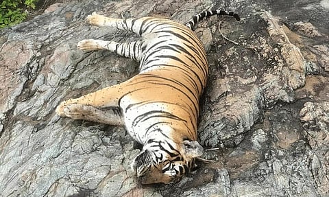 கர்நாடகாவில் 5 புலிகளுக்கு விஷம் வைத்து கொன்ற 3 பேர் கைது