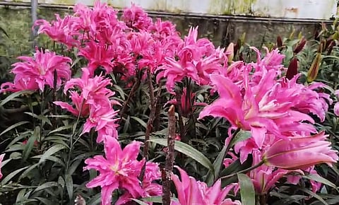 கொடைக்கானலில் பூத்து குலுங்கும் ‘நெதர்லாந்து லில்லி’ - என்ன ஸ்பெஷல்?