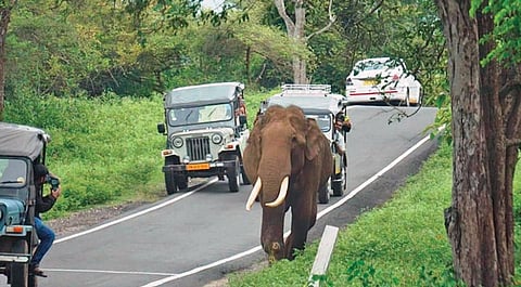 நீலகிரி மாவட்டம் மசினகுடி-மாயாறு சாலையில் வலம் வந்த ஒற்றை யானையை, ஆபத்தான முறையில் கடந்து சென்று சுற்றுலாப் பயணிகளுக்கு காண்பித்த ரிசார்ட் நிர்வாக ஓட்டுநர்கள்.