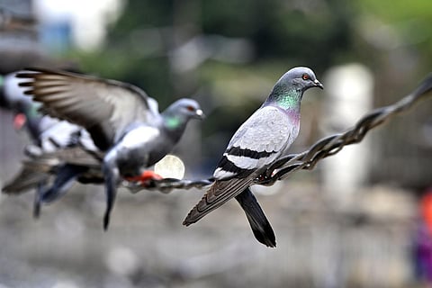 புறாக்கள் மீது ஏன் இவ்வளவு கோபம்!