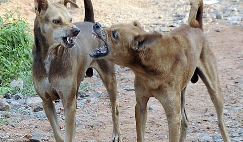 நாய்க்கடிப் பிரச்சினை: நாடு தழுவிய தீர்வு தேவை