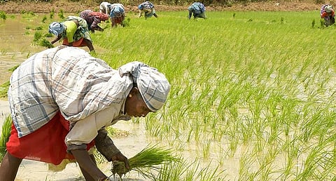4 ஆண்டுகளில் விவசாயிகளுக்கு ரூ.53 ஆயிரம் கோடி பயிர்க் கடன்: தமிழக அரசு பெருமிதம்
