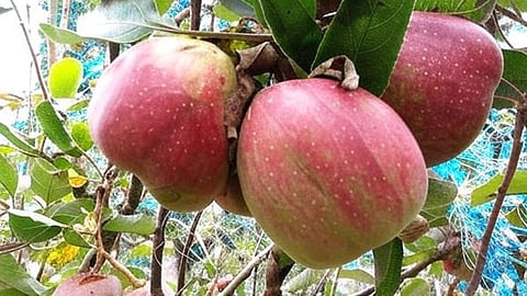  உணவு சுற்றுலா: காந்தளூர் ஆப்பிள்