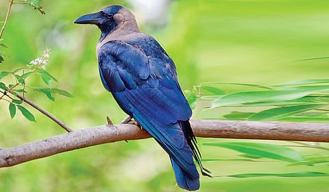 படம்: ரேணுகா விஜயராகவன்