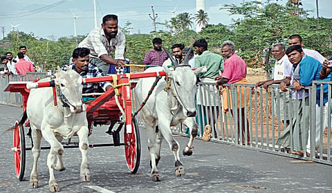 பழநி அரு​கே​யுள்ள கொழு​மங்​கொண்​டானில் நேற்று நடை​பெற்ற ரேக்ளா பந்​த​யத்​தில் சீறிப்​பாய்ந்த காளைகள்.