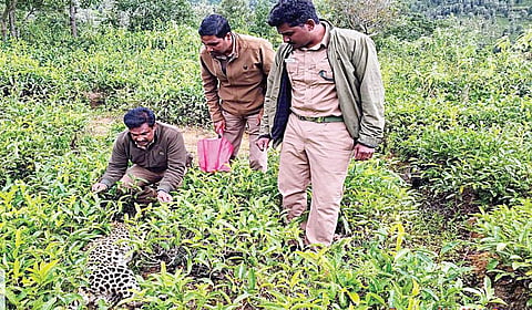 குன்னூரில் தனியார் தேயிலைத் தோட்டத்தில் கிடந்த சிறுத்தையின் சடலத்தை ஆய்வு செய்த வனத் துறையினர்.