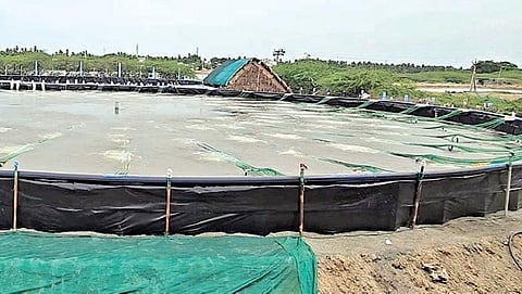 நாகூரில் உள்ள இறால் குட்டை