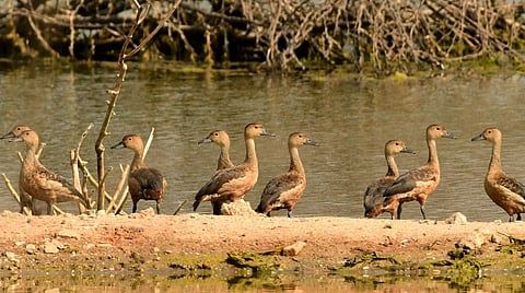 உயிர்ப்பன்மை மரபுத் தலமான எலத்தூர் குளம்