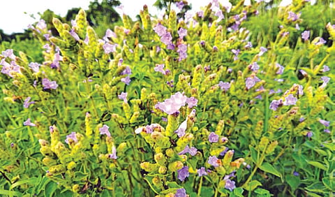 ஓவேலி வனத்தில் பூத்துள்ள நீலக்குறிஞ்சி மலர்கள்.