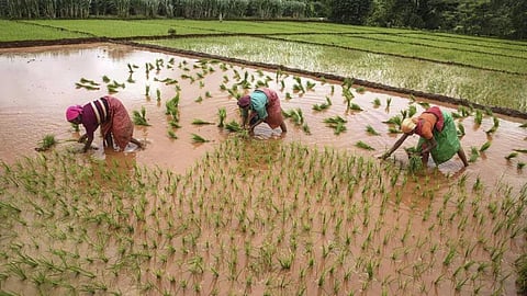 புதிய நடைமுறை: கூட்டுறவு சங்கங்களில் பயிர்க்கடன் பெறுவதில் சிக்கல்!