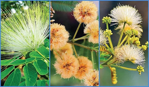 கலகலக்கும் சிலம்பின் மணியொலியும் பறையொலியும் | ஆயிரம் மலர்களே மலருங்கள் 9