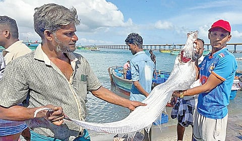 பாம்பன் மீனவர்கள் வலையில் சிக்கிய அரியவகை ‘டூம்ஸ்டே மீன்’