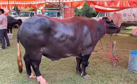 முந்திரி, பாதாம், பிஸ்தா தின்று வளர்ந்த எருமை மாட்டின் விலை ரூ.8 கோடி