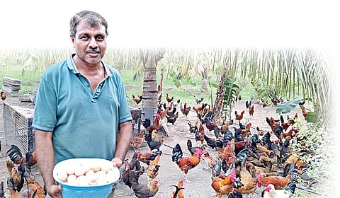 நாட்டுக்கோழி வளர்த்தால் நல்லா சம்பாதிக்கலாம்..!