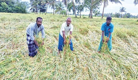 தொடர் மழையால் குறுவை பயிர் பாதிப்பு: நிவாரணம் வழங்க இந்திய கம்யூ. வலியுறுத்தல்