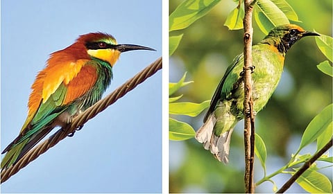 ஐரோப்பியப் பஞ்சுருட்டான், பச்சைச் சிட்டு