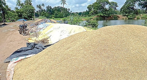 தஞ்சாவூர் அருகே கண்டிதம்பட்டு கொள்முதல் நிலையத்தில் 2 வாரங்களாக கொள்முதல் செய்யப்படாமல் தேங்கியுள்ள நெல்.