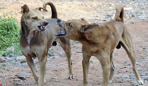 தெருநாய்ப் பிரச்சினை: உடனடித் தீர்வு தேவை!
