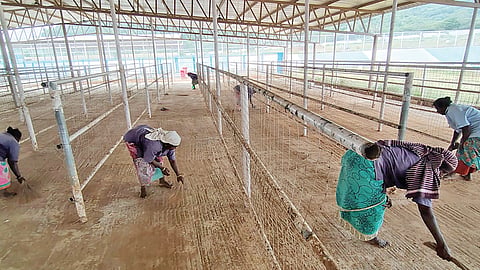 ஜல்லிக்கட்டு அரங்கில் காளைகள் அழைத்து வரப்படும் இடத்தில் தூய்மைப் பணி மேற்கொள்ளும் பணியாளர்கள்.