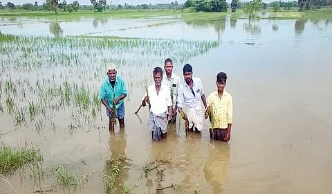 திருவாரூர் அருகே காவனூரில் விளைநிலத்தில் விவசாயிகளின் முழங்கால் அளவுக்கு தேங்கியுள்ள மழைநீர்.