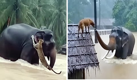 டிட்வா: வைரல், உருட்டு, ஒரே சத்தம்!