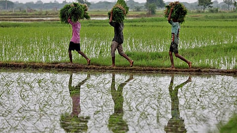 விவசாயத்தில் வீழ்ச்சி: உடனடி நடவடிக்கை அவசியம்