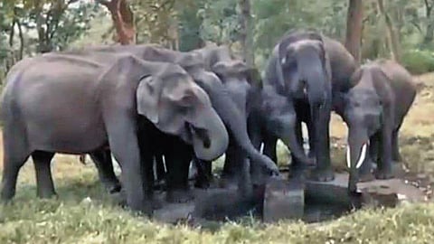 முதுமலை வனப்பகுதியில் குட்டையில் தாகம் தணித்த யானைகள். 