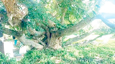 குலசேகரன்பட்டினம் அருகே மண்ணில் புதையுண்ட நிலையில் காணப்படும் நீண்ட ஆயுள் கொண்ட  ‘ஆயி’ மரம்.