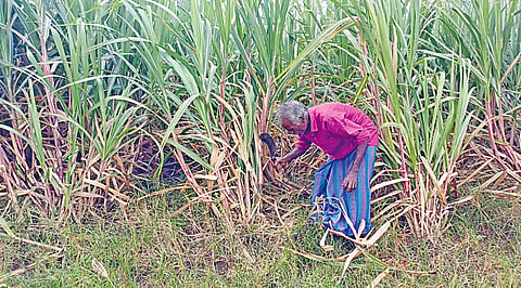 காஞ்சி, செங்கை  மாவட்டங்களில் குறைந்து வரும் கரும்பு சாகுபடி!