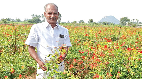 செம லாபம்  தரும் செங்காந்தள் சாகுபடி: ரிஸ்க் எடுக்கத் தயாரா?