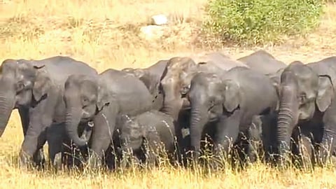 கெலமங்கலம் அருகே அதிக குட்டிகளுடன் கூட்டமாக சுற்றும் பெண் யானைகள்.                                      (கோப்பு படம்)