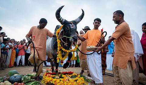 ஈஷாவில் பொங்கல் விழா கொண்டாட்டம் கோலாகலம்!