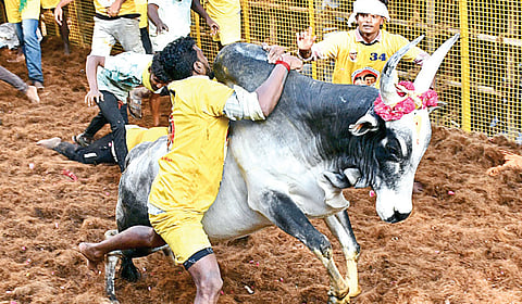 பொங்கலன்று நடந்த அவனியாபுரம் ஜல்லிக்கட்டில் காளையை அடக்க முயன்ற வீரர். 