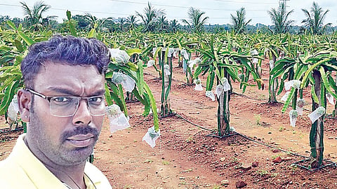 ஓசூரை அடுத்த உத்தனப்பள்ளியில் செய்யப்பட்டுள்ள டிராகன் சாகுபடி. (உள்படம்:&nbsp;கோபி)