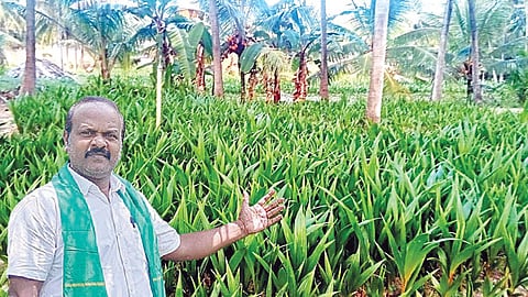 அரசம்பட்டியில் உற்பத்தி செய்யப்படும் தென்னங்கன்றுகள். (உள்படம்: ஜே.கென்​னடி)