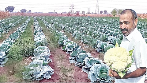 வண்ணம்புத்தூர் கிராமத்தில் சீனிவாசன் வயலில் விளைந்துள்ள முட்டைக்கோஸ் பயிர்கள்.(உள்படம்)&nbsp;காலிபிளவருடன் சீனிவாசன்.