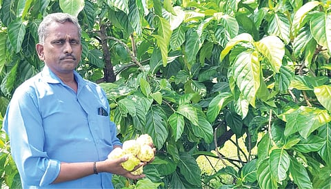  தனது தோட்​டத்​தில்​ விளைந்​த நோனி பழங்​களுடன்​ மணிகண்டன்