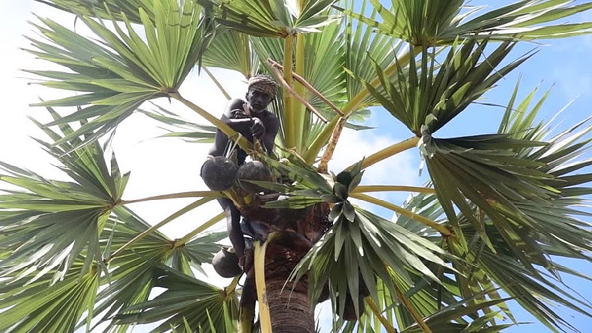 கள் இறக்க, விற்க உரிமம் தர அரசு பரிசீலிக்கலாம்: கோகுல்தாஸ் ஆணைய அறிக்கை சொல்வது என்ன?