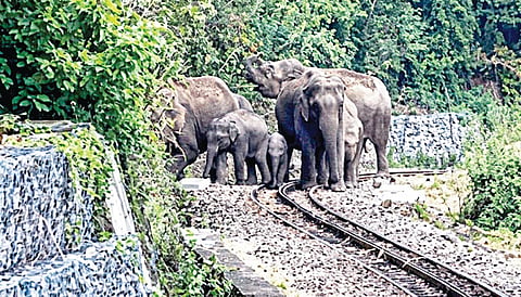 குன்னூர் அருகே ரன்னிமேடு பகுதியில் மலை ரயில் பாதையில் முகாமிட்டிருந்த யானைகள்.
