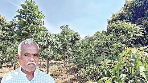 பழனிமலையின் பல அடுக்கு தோட்டம். (உள்படம்)&nbsp; பழனிமலை