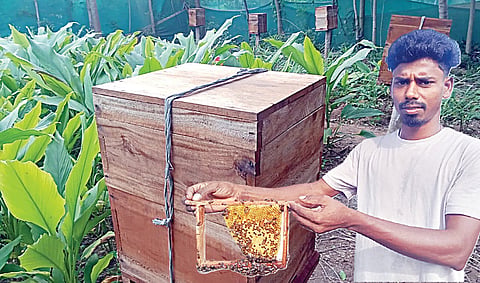 தேனீ வளர்ப்புப் பெட்டி. ( உள்படம்)&nbsp;தேனடையுடன் மாதவன்.
