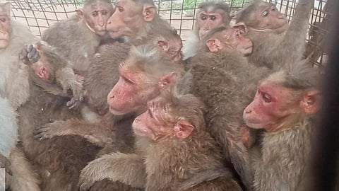 ஒரு குரங்கை பிடித்தால் மகாராஷ்டிராவில் ரூ.600 பரிசு