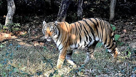 27 புலிகள் இறப்பும் எச்சரிக்கையின் அவசியமும்