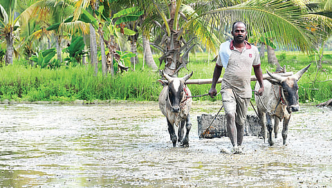 நெல் சாகுபடியில் களையில்லா வேளாண்மை: தஞ்சை விவசாயி சாதனை