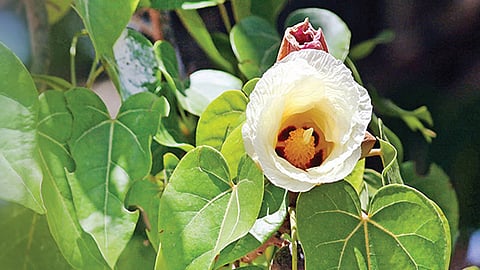 புயலிலும் பூத்துக் குலுங்கும் பூவரசு