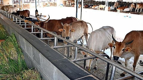 பசுவை தேசிய விலங்காக அறிவிக்க வேண்டும்: அஜ்மீர் ஷெரீப் தர்காவின் மதகுரு கோரிக்கை 